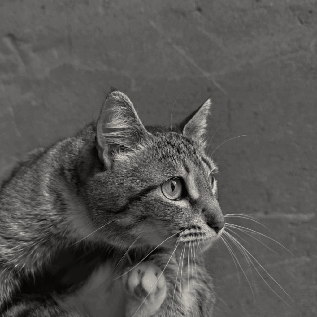 Ms. Mittens